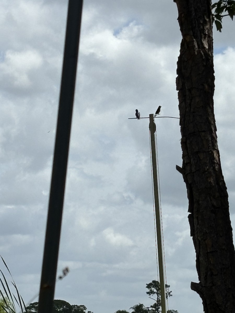 Purple Martin - Marian Jordan