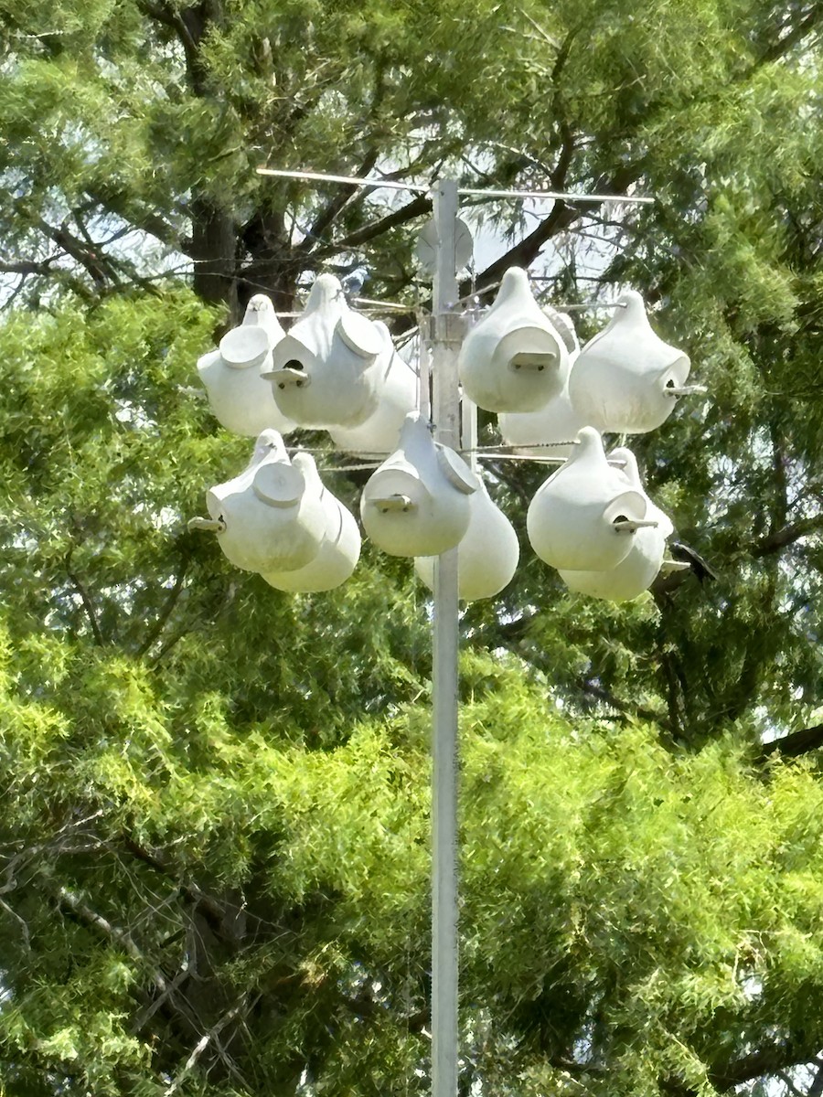 Purple Martin - ML618541989