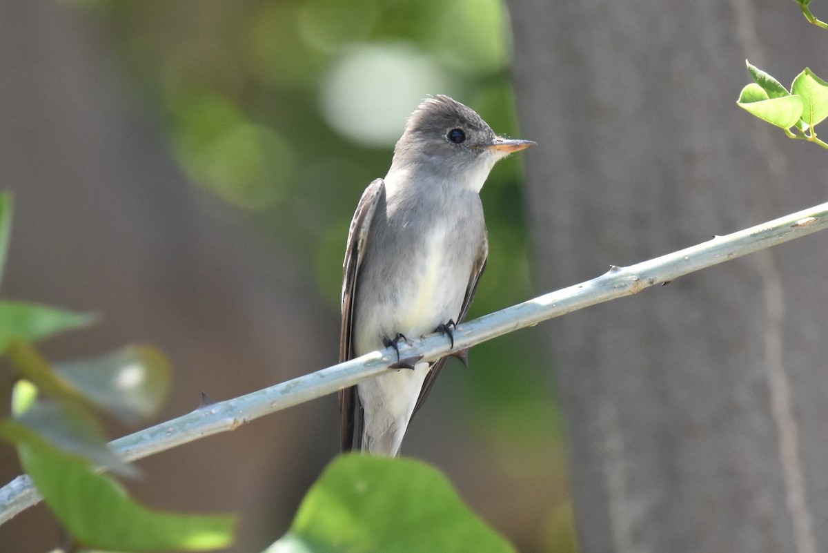 Western Wood-Pewee - ML618541999