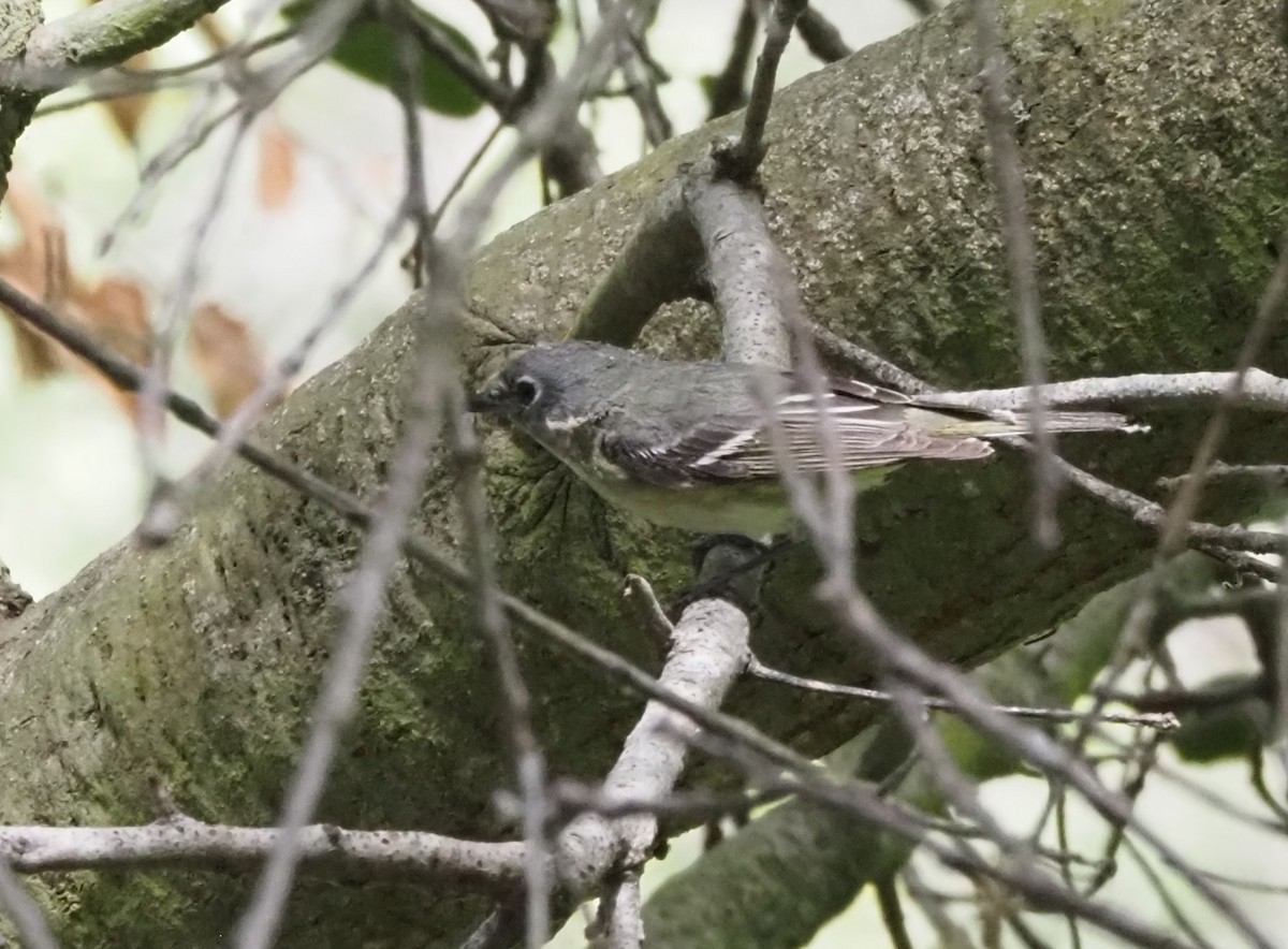 Cassin's Vireo - Uma Sachdeva