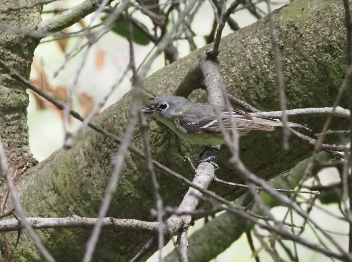 Cassin's Vireo - Uma Sachdeva