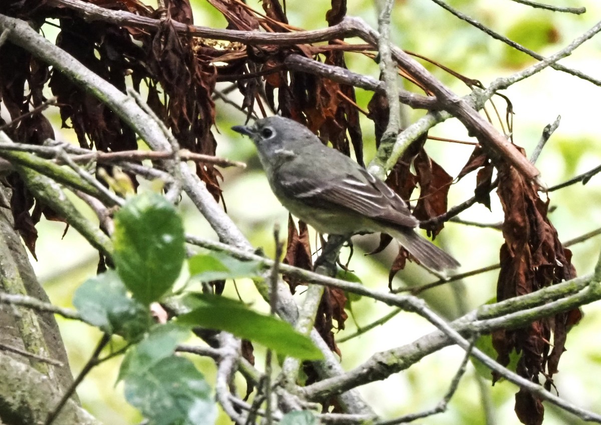 Cassin's Vireo - ML618542008