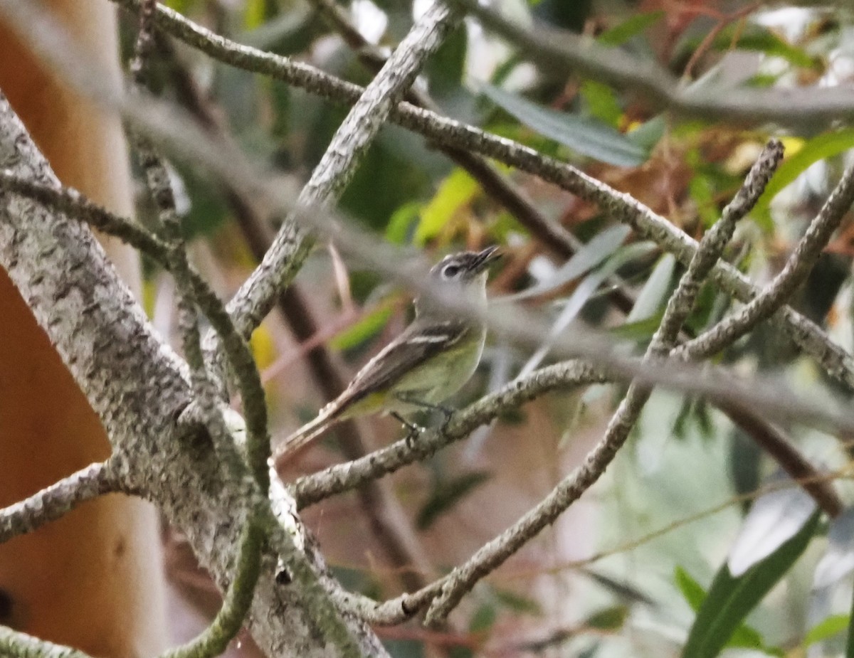 Cassin's Vireo - ML618542010