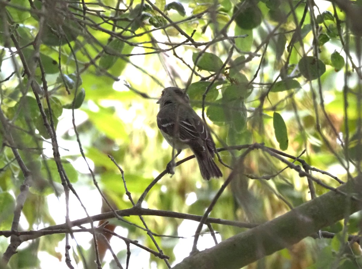 Cassin's Vireo - ML618542016