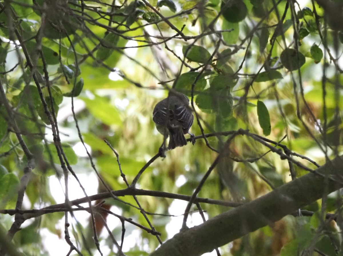 Cassin's Vireo - ML618542018