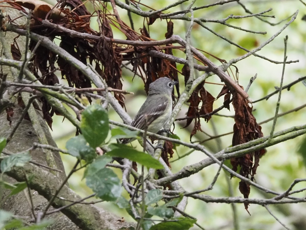 Cassin's Vireo - ML618542019