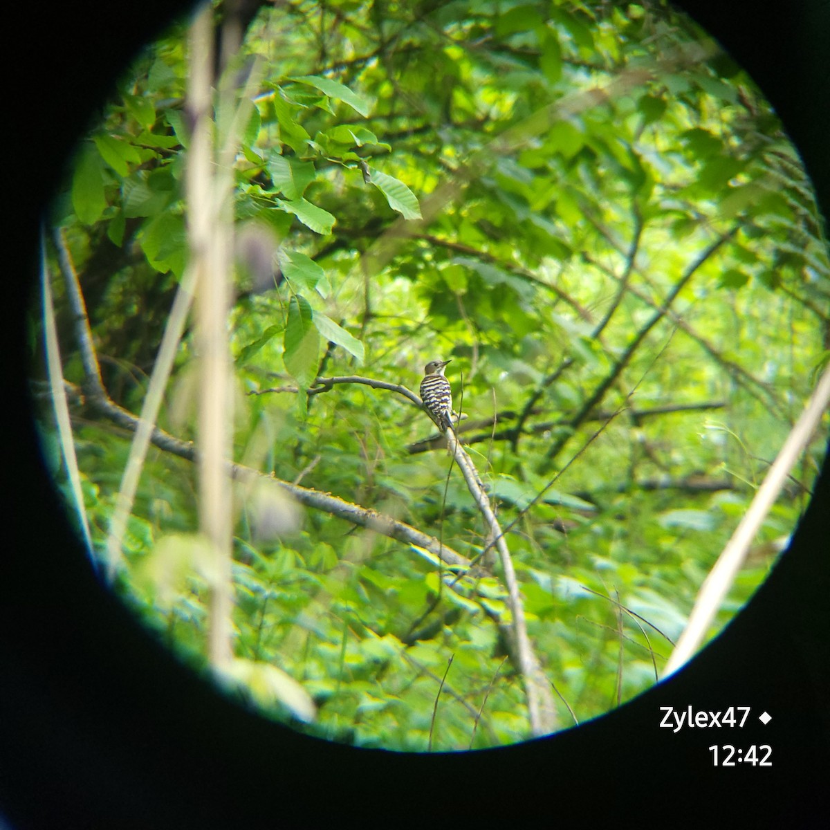 Japanese Pygmy Woodpecker - ML618542033