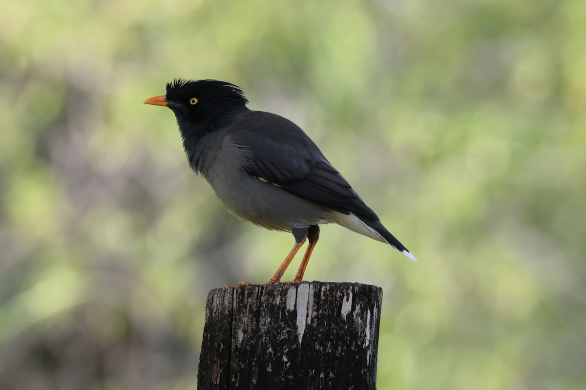 Jungle Myna - Peter Christiaen