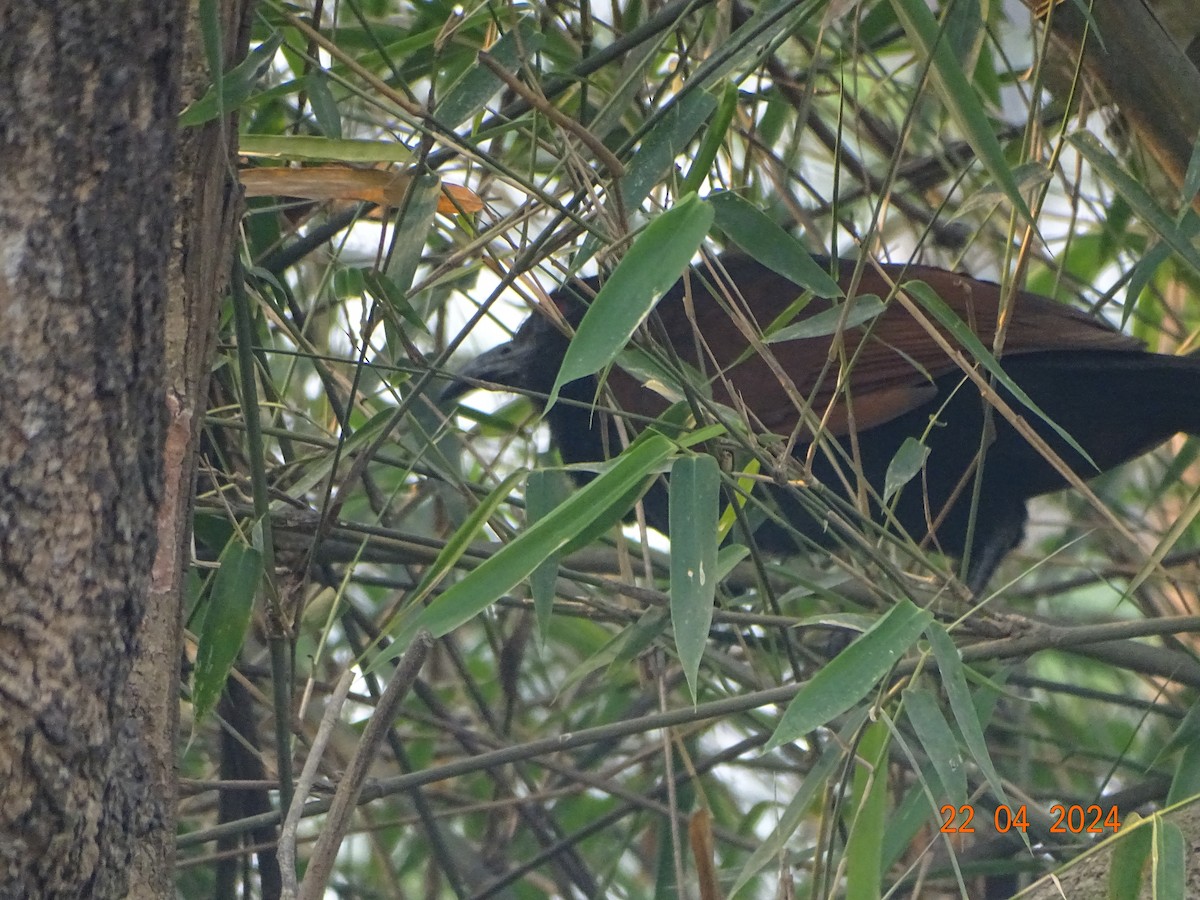 Greater Coucal - ML618542065