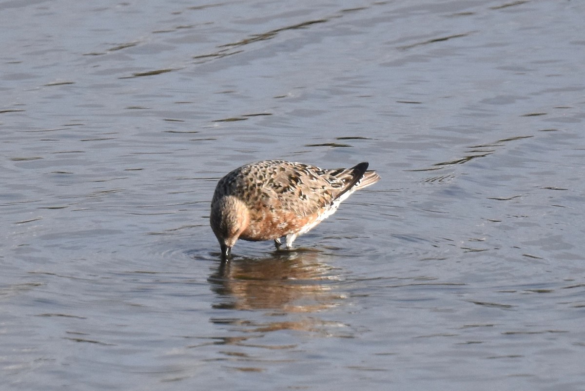 Red Knot - Naresh Satyan