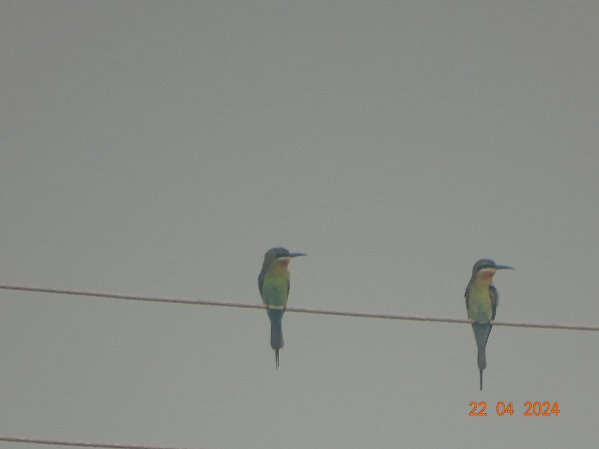 Blue-tailed Bee-eater - ML618542076