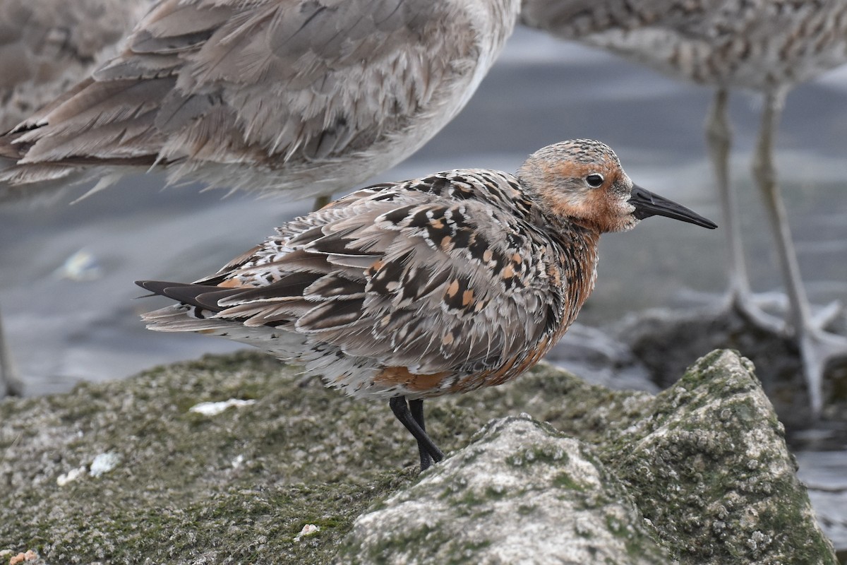 Red Knot - Naresh Satyan