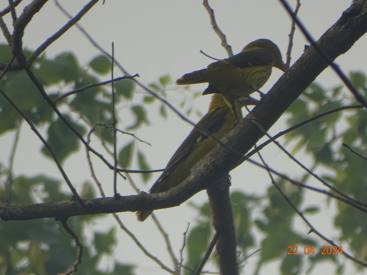 Indian Golden Oriole - ML618542090