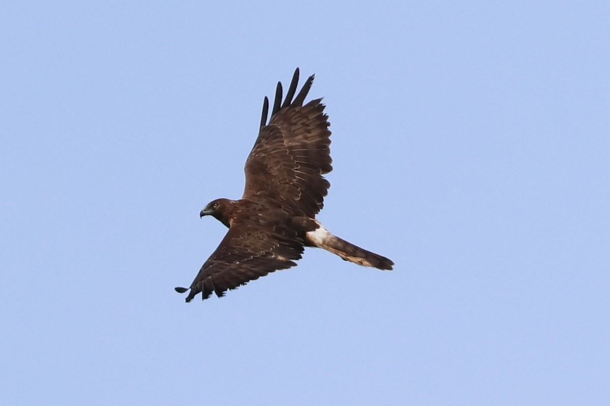 Swamp Harrier - ML618542105