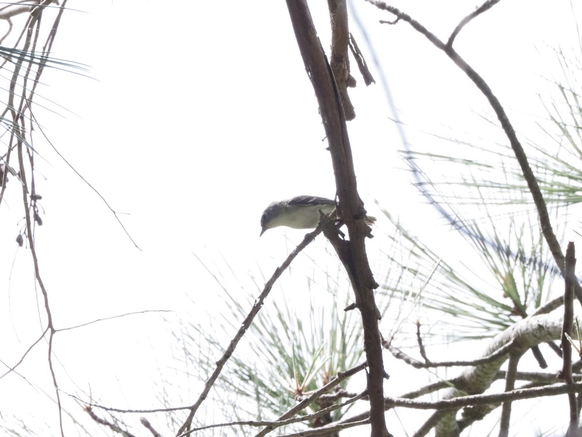 Cassin's Vireo - Uma Sachdeva