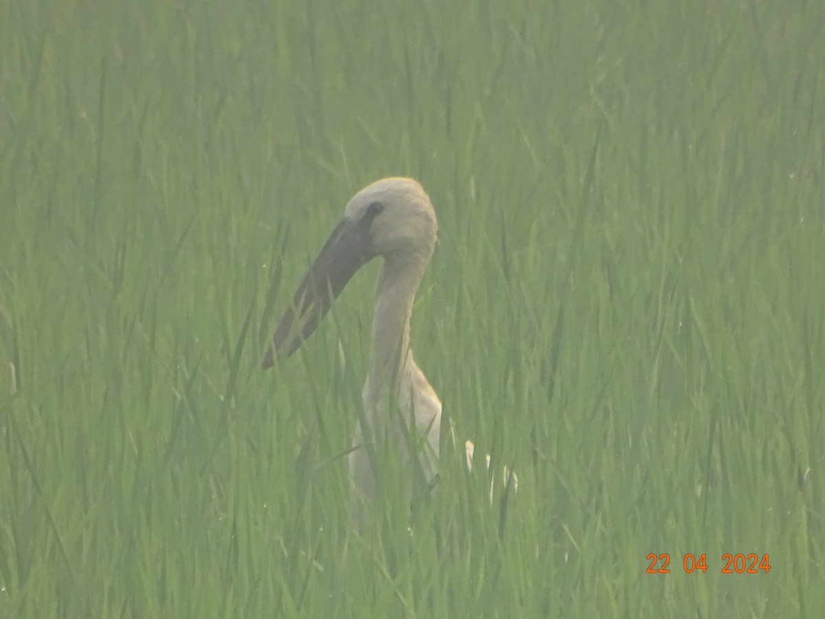 Asian Openbill - ML618542110