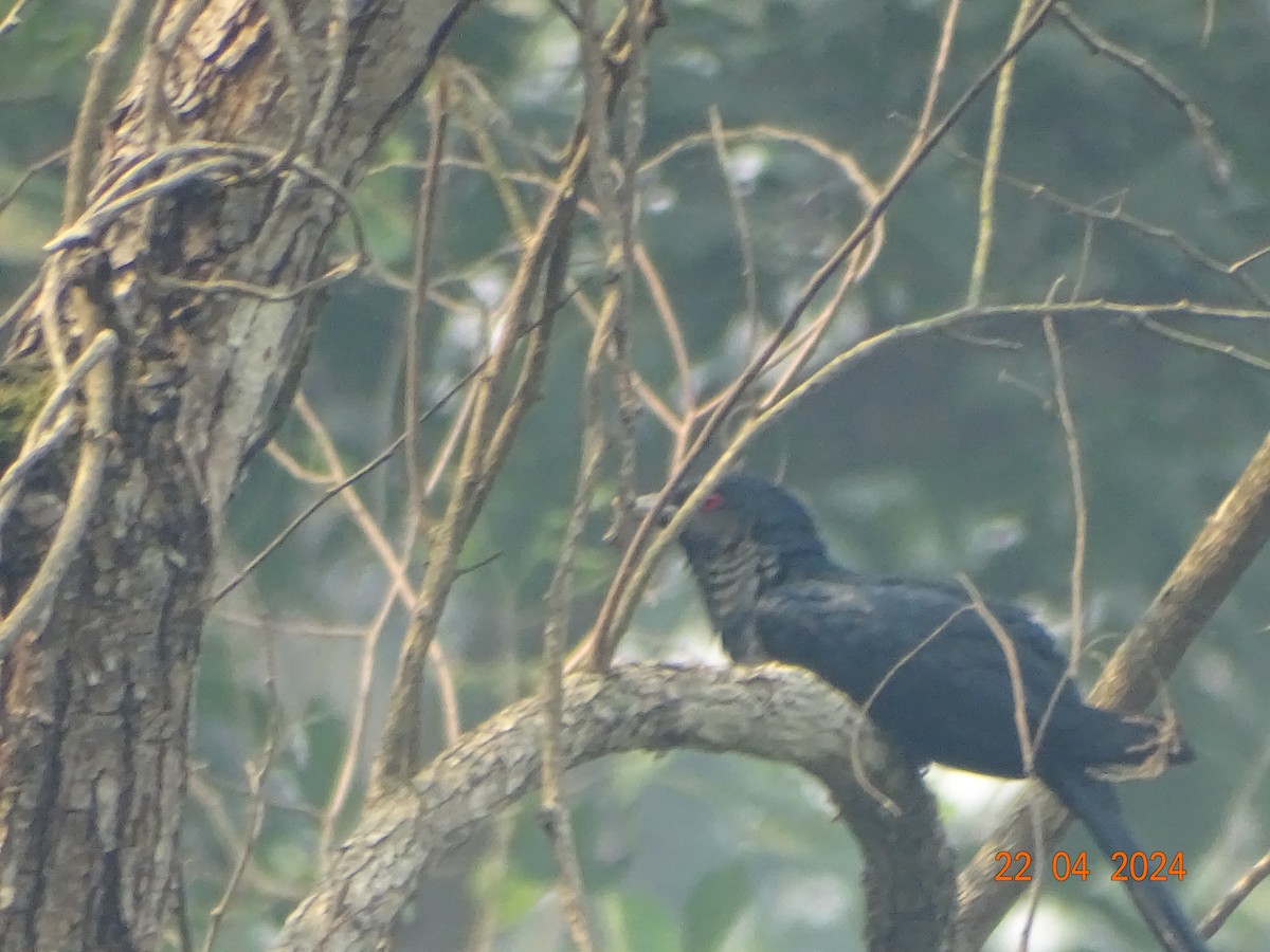 Asian Koel - ML618542128