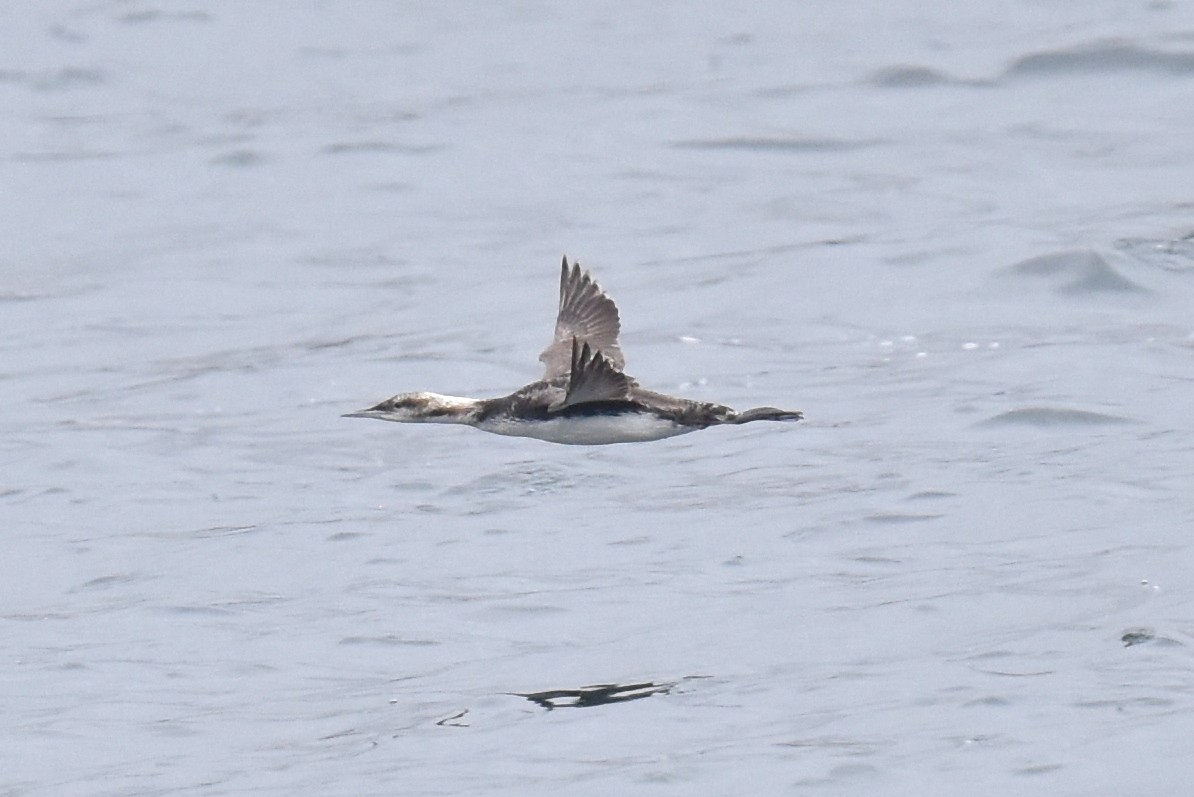 Pacific Loon - Naresh Satyan