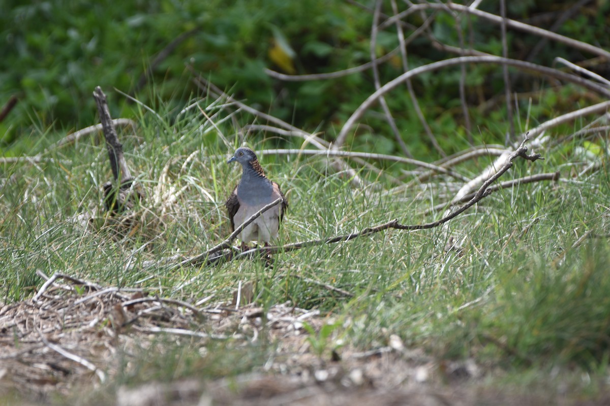 Bar-shouldered Dove - ML618542138