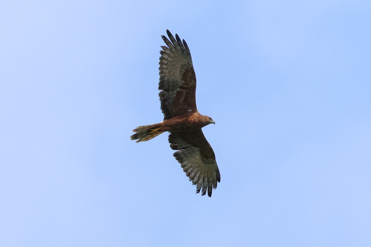 Swamp Harrier - ML618542150