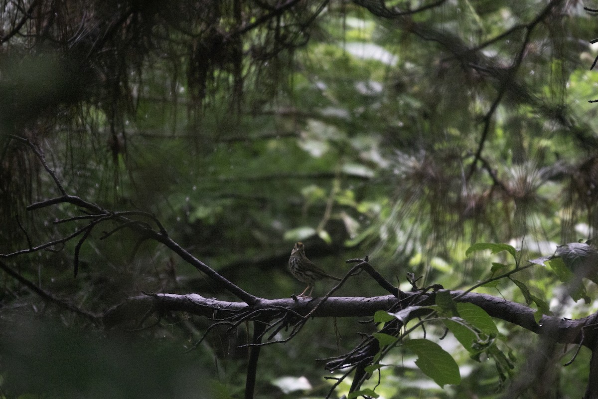 Ovenbird - Andy Liu