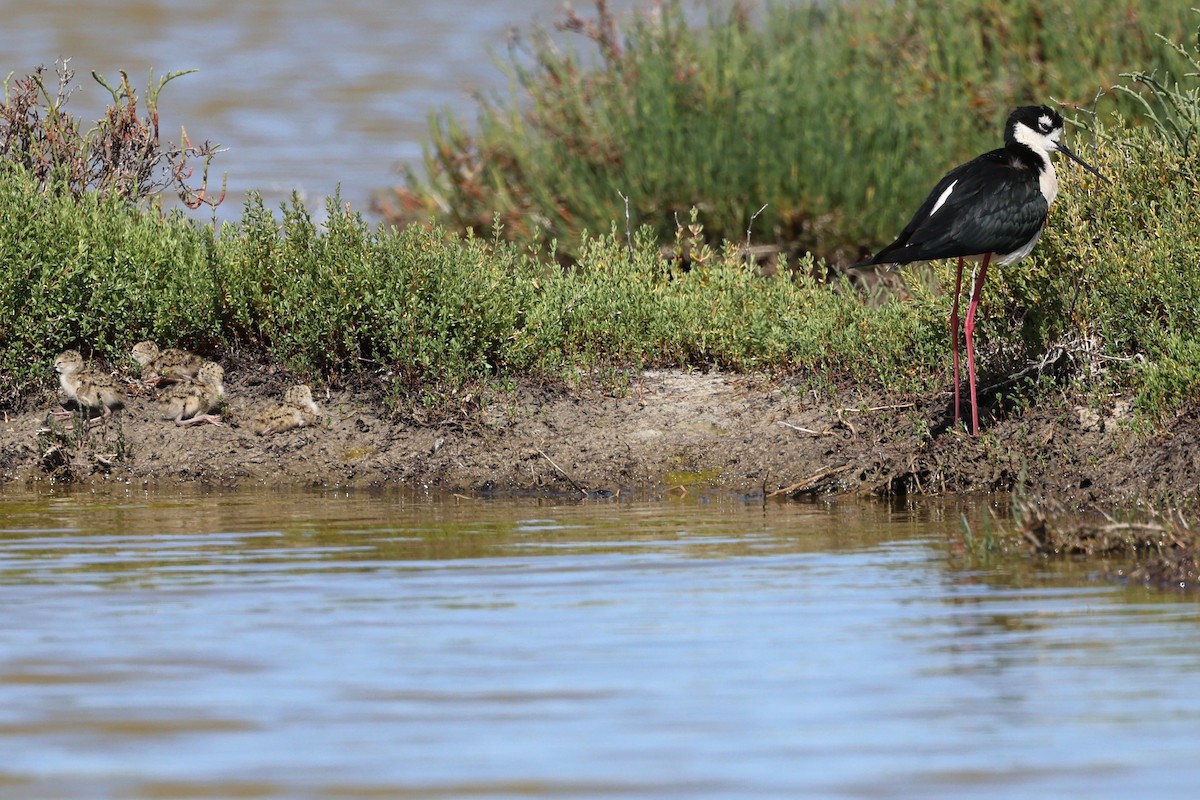 Black-necked Stilt - vijay t