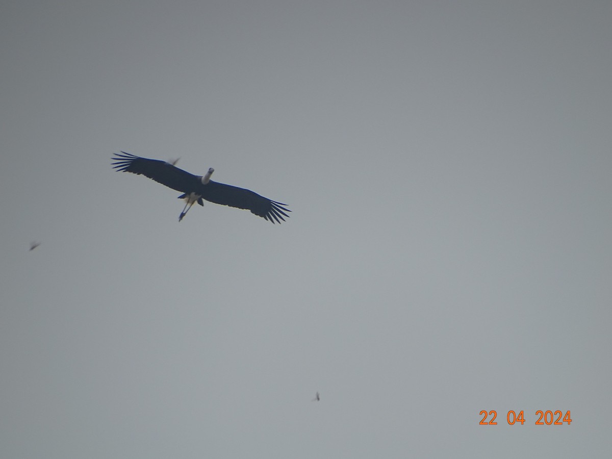 Asian Woolly-necked Stork - ML618542166