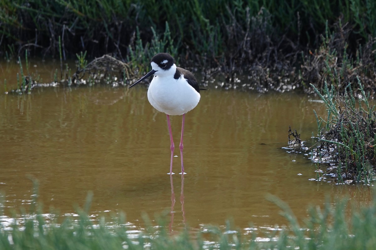 Black-necked Stilt - ML618542169