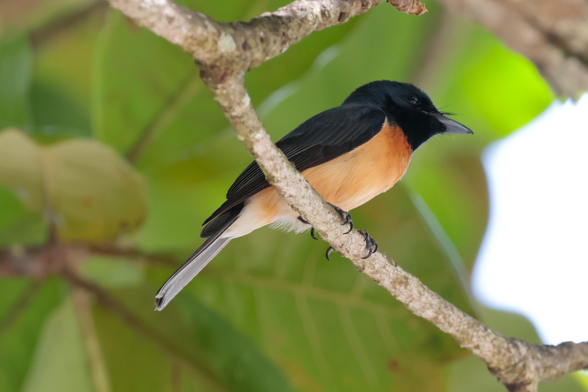 Vanikoro Flycatcher - ML618542178