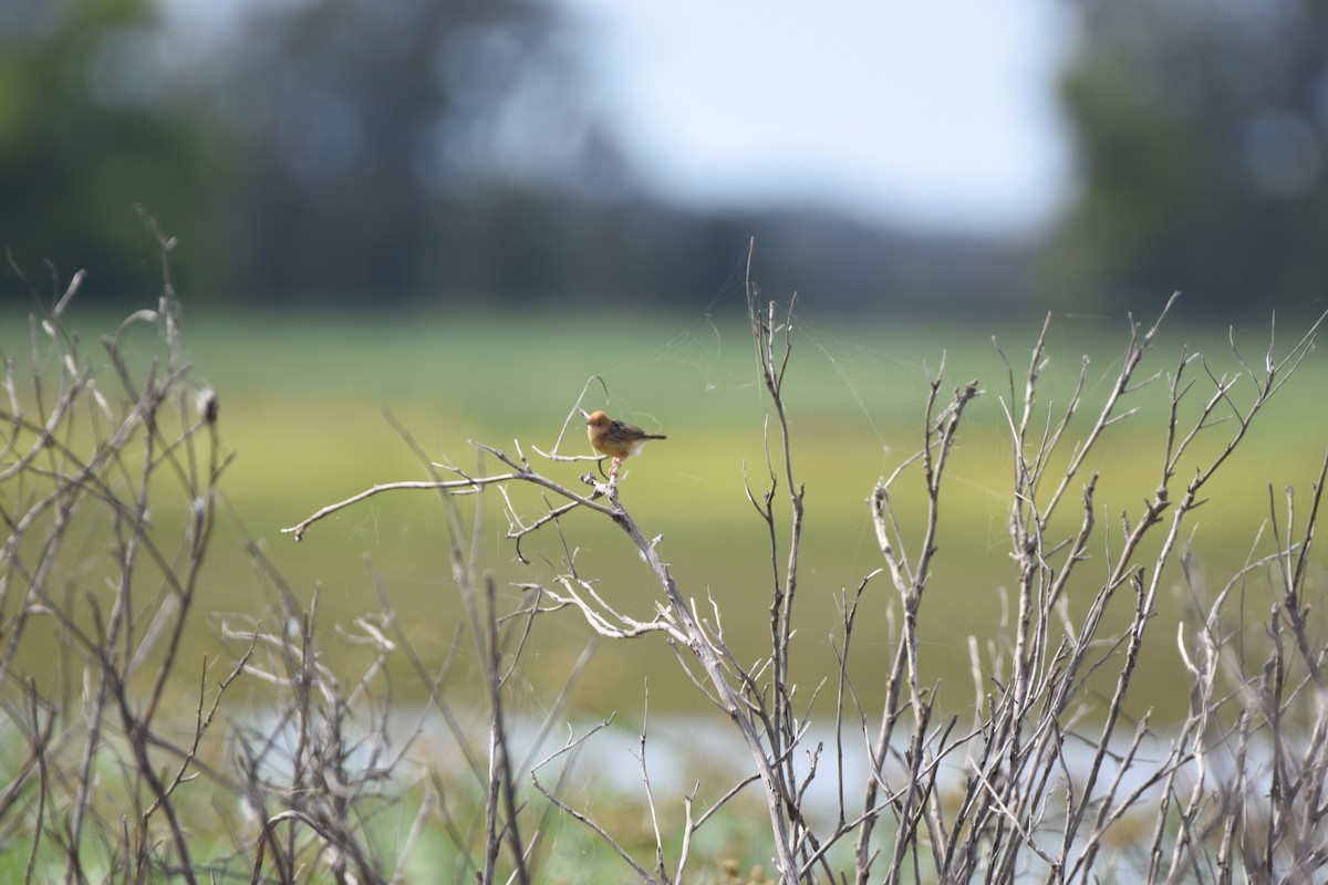 Cisticole à couronne dorée - ML618542181