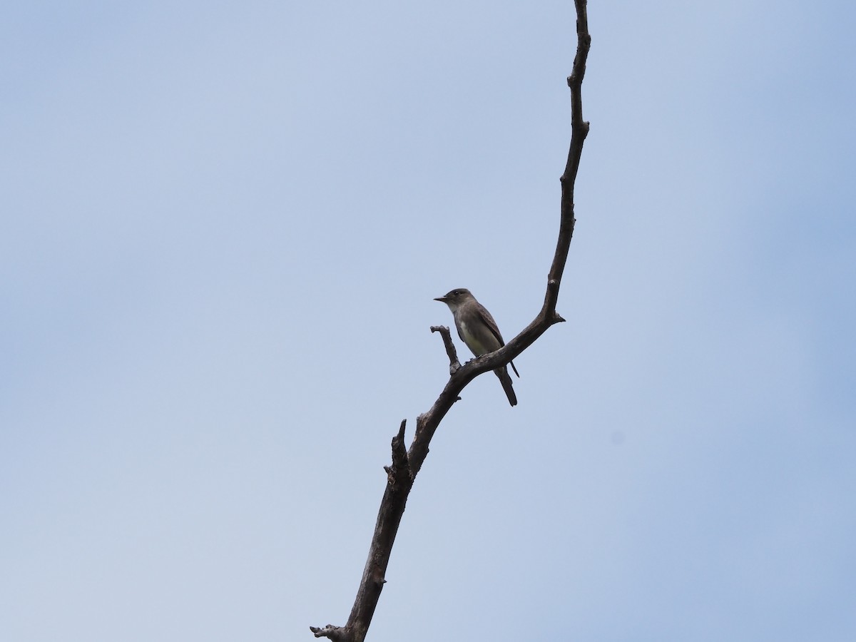 Olive-sided Flycatcher - Uma Sachdeva