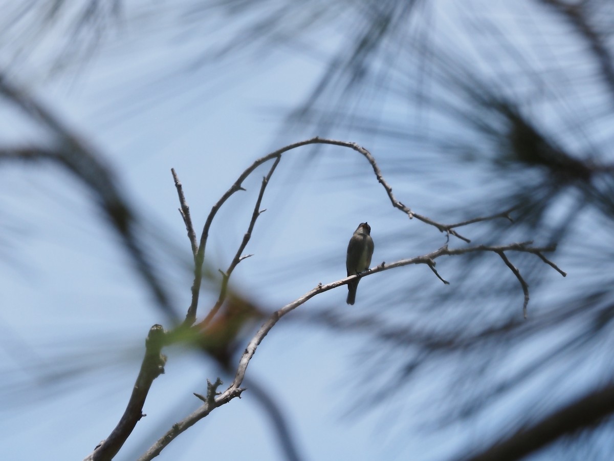 Olive-sided Flycatcher - Uma Sachdeva