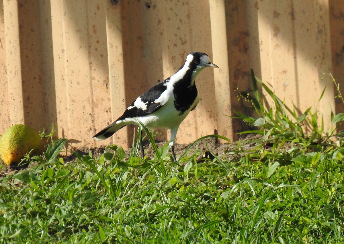 Magpie-lark - Monica Mesch