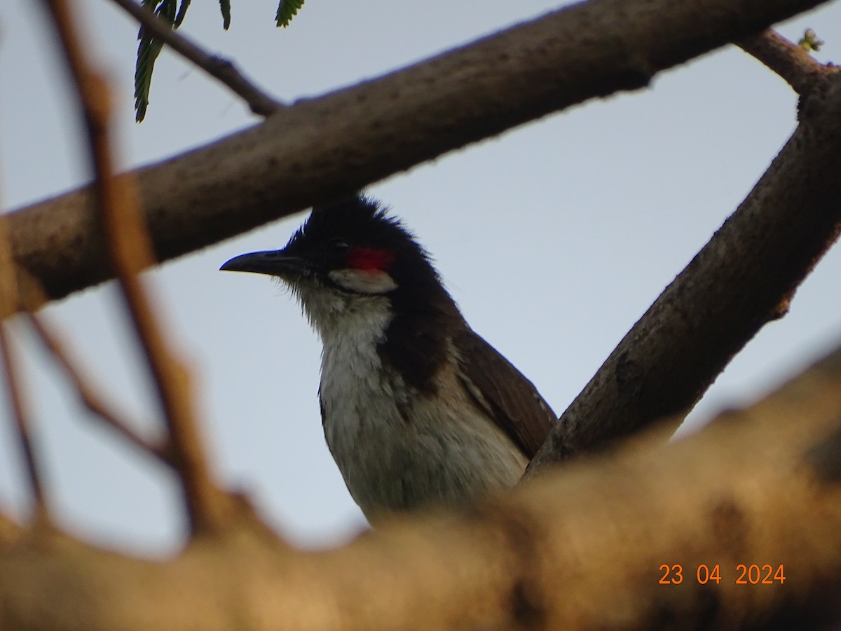 Red-whiskered Bulbul - Miquel Rivera