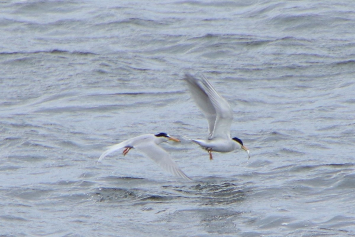 Little Tern - Johnny Robertson