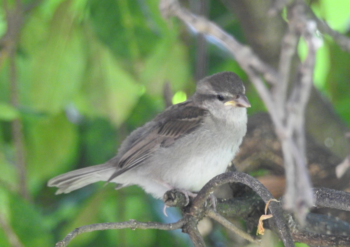 House Sparrow - ML618542311