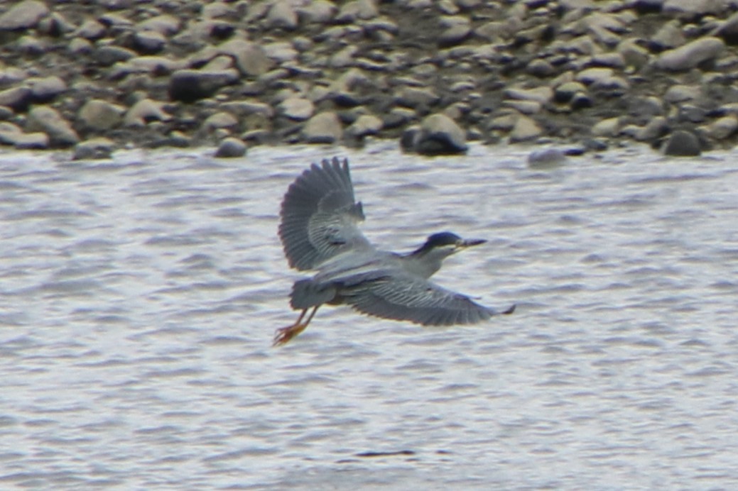 Striated Heron - ML618542316