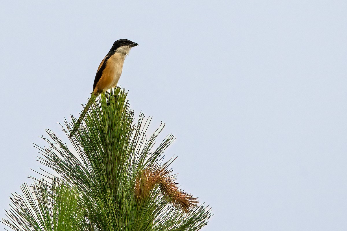 Long-tailed Shrike - ML618542322