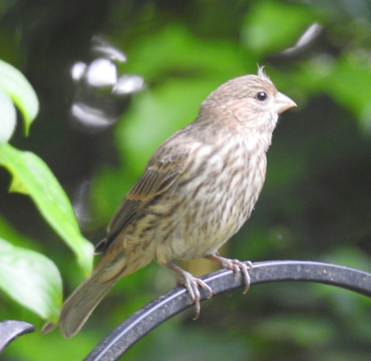 House Finch - ML618542326