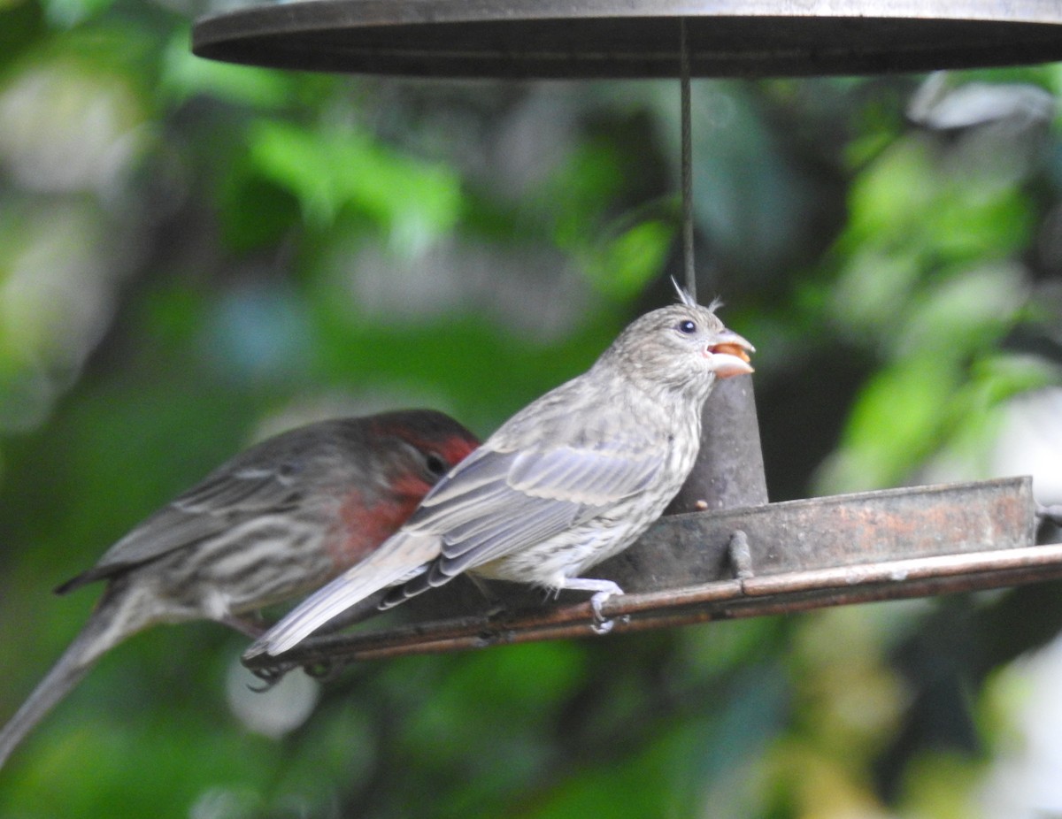 House Finch - ML618542327