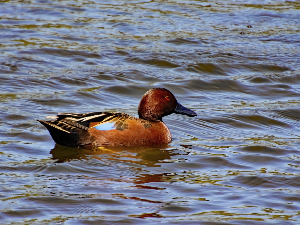 Cinnamon Teal - ML618542345