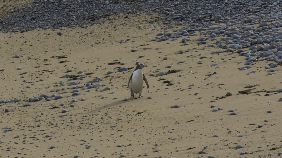 Yellow-eyed Penguin - Markus Craig