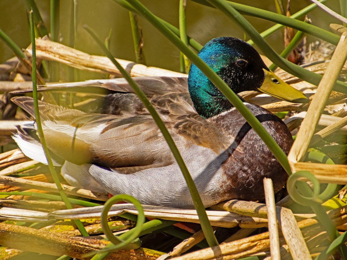 Mallard - Judith Sparhawk