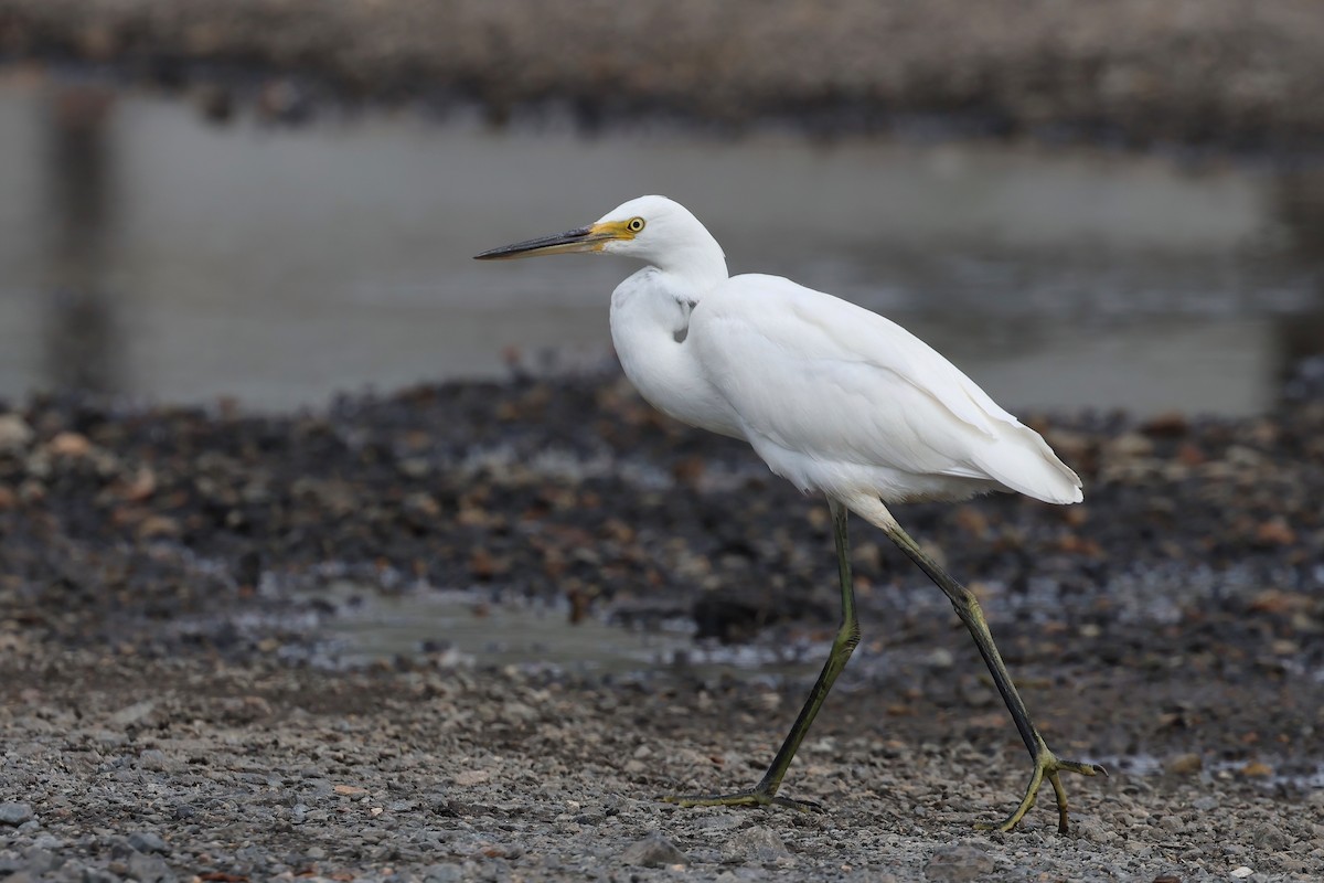 Little Egret - ML618542360