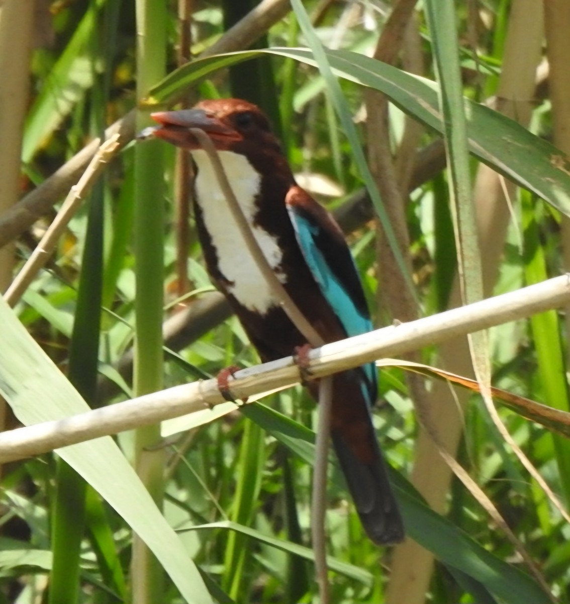 White-throated Kingfisher - ML618542362