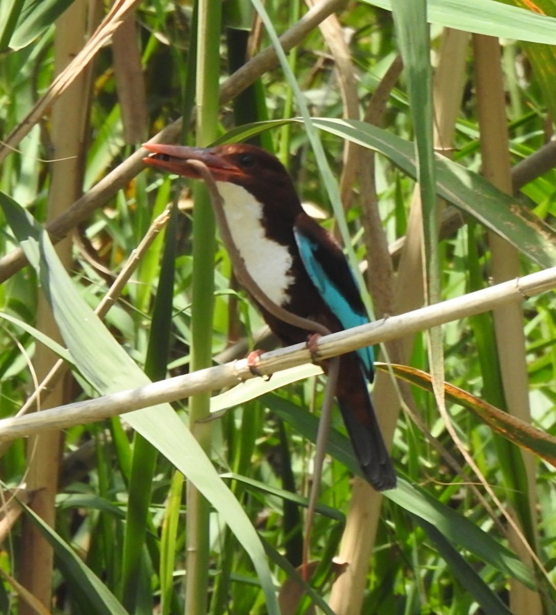 White-throated Kingfisher - ML618542364