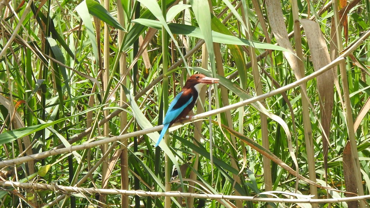 White-throated Kingfisher - Lior Eshdat