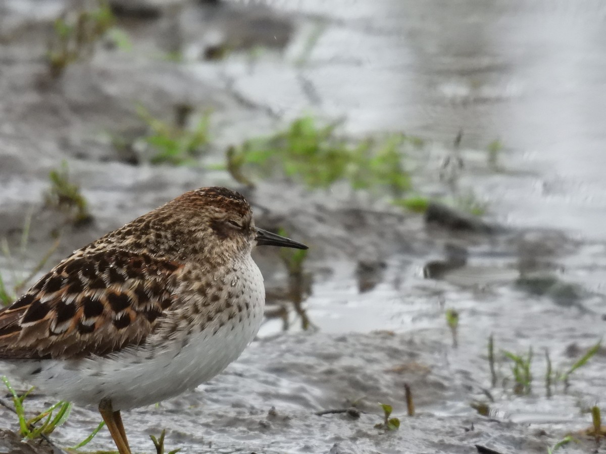 Least Sandpiper - ML618542372