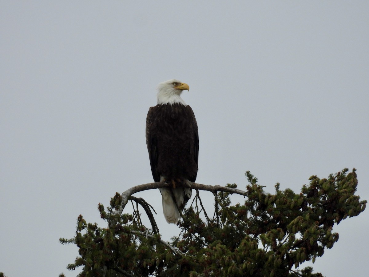 Bald Eagle - ML618542374