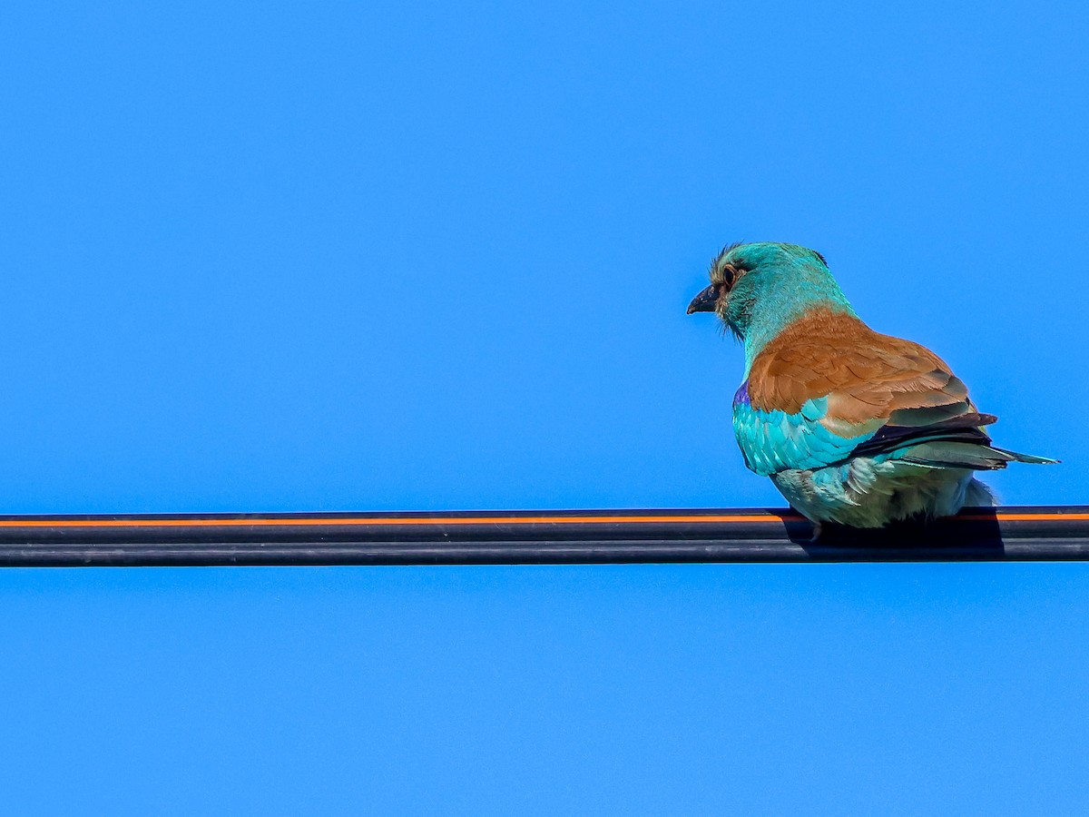 European Roller - Muammer Ülker